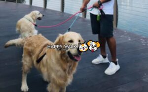 Happywalk-petcare-with-gigabyte-advertising-project2