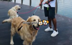 Happywalk-petcare-with-gigabyte-advertising-project2